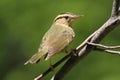 Worm-eating Warbler (Helmitheros vermivorum)