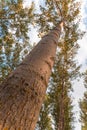 Worm eye view of poplar tree Royalty Free Stock Photo