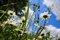 Worm eye view on wild flower meadow with white yellow leucanthemum blossoms against blue sky with cumulus clouds in springtime