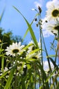 Worm eye view on wild flower meadow with white yellow leucanthemum blossoms against blue sky with cumulus clouds in springtime