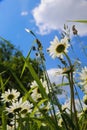 Worm eye view on wild flower meadow with white yellow leucanthemum blossoms against blue sky with cumulus clouds in springtime