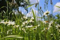 Worm eye view on wild flower meadow with white yellow leucanthemum blossoms against blue sky with cumulus clouds in springtime