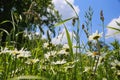 Worm eye view on wild flower meadow with white yellow leucanthemum blossoms against blue sky with cumulus clouds in springtime