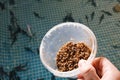 Worm feeding maggots with larvae of flies fish fry. Sturgeon far