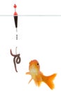 Worm and goldfish Royalty Free Stock Photo