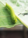 worm green on green leafe background eatting colocasia leafe