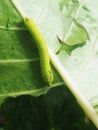 worm green on green leafe background eatting colocasia leafe