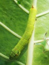 worm green on green leafe background eatting colocasia leafe