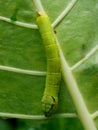 worm green on green leafe background eatting colocasia leafe