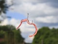 worm hanging and writhing on a fishhook