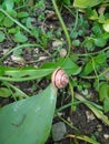 Worm Helix pomatia, the snail species Royalty Free Stock Photo