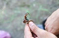 Worm on the hook for fishing. Man holds bait for fish. Summer hobbies outdoors