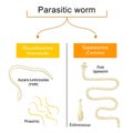 Worm infection. Helminthiasis. Common types of parasitic worms or helminths Royalty Free Stock Photo