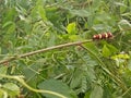 Worm larva red yellow brown colorful animal in the nature