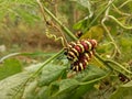 Closeup worm larva red yellow brown colorful animal in the nature