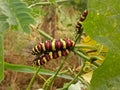 Worm larva red yellow brown colorfurl animal in the nature