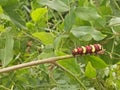 One worm larva red yellow brown colorful animal in the nature