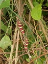 Two worm larva red yellow brown colorful animal in the nature