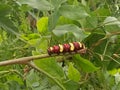 Cloaeup one worm larva red yellow brown colorful animal in the nature