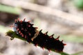 Worm larvae Royalty Free Stock Photo