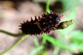 Worm larvae Royalty Free Stock Photo