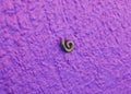 Worm leech on concrete wall purple Royalty Free Stock Photo