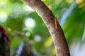 A worm with long hair walk on tree Royalty Free Stock Photo