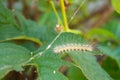 A worm with long hairs on the green leaf Royalty Free Stock Photo