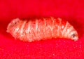 Worm of maggots on a red background Royalty Free Stock Photo