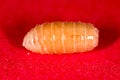 Worm of maggots on a red background Royalty Free Stock Photo