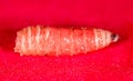 Worm of maggots on a red background Royalty Free Stock Photo