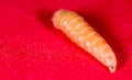 Worm of maggots on a red background Royalty Free Stock Photo