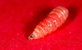 Worm of maggots on a red background Royalty Free Stock Photo