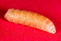 Worm of maggots on a red background Royalty Free Stock Photo