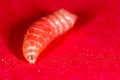 Worm of maggots on a red background Royalty Free Stock Photo