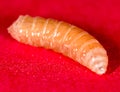 Worm of maggots on a red background Royalty Free Stock Photo