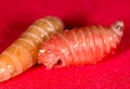 Worm of maggots on a red background Royalty Free Stock Photo