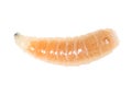 Worm of maggots on a white background Royalty Free Stock Photo