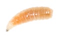 Worm of maggots on a white background Royalty Free Stock Photo
