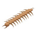 Worm natural insect icon isometric vector. Pupa life change