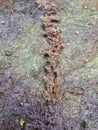 Worm nest and ants road at muddy soil Royalty Free Stock Photo