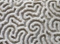 Worm Pattern Limestone Carving