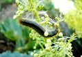 Worm on a plant Royalty Free Stock Photo