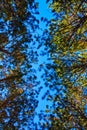 Worm's eye view through leaves of tall trees reaching towards a blue sky Royalty Free Stock Photo
