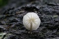 Worm's eye view of a luminous white mushroom