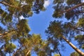 Worm`s Eye View of Pine Trees in Park of England Royalty Free Stock Photo