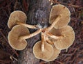 Worm's eye view of sulfur tuft mushrooms growing under a rotting tree branch in a forest Royalty Free Stock Photo