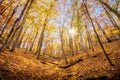 Worm's eye view of a sunburst through autumn trees on the slope of a mountain Royalty Free Stock Photo