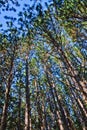 Worm's eye view of tall trees reaching towards the sky through leaves Royalty Free Stock Photo