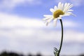 One Beautiful Daisy against a Bright Blue Sky Royalty Free Stock Photo